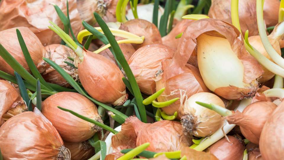 Onion bulbs